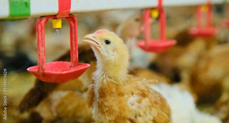 Best Automatic Drinkers for Chickens in Nigeria