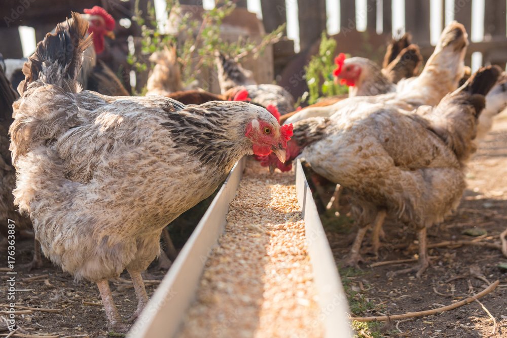 Domestic chickens in the aviary need food from the tray