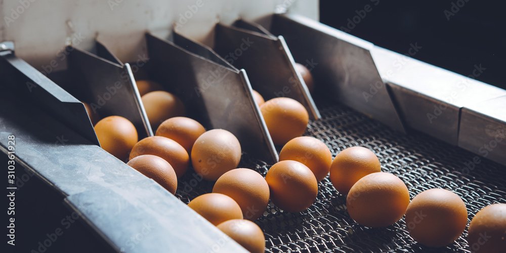 egg factory plant agriculture poultry chicken farm