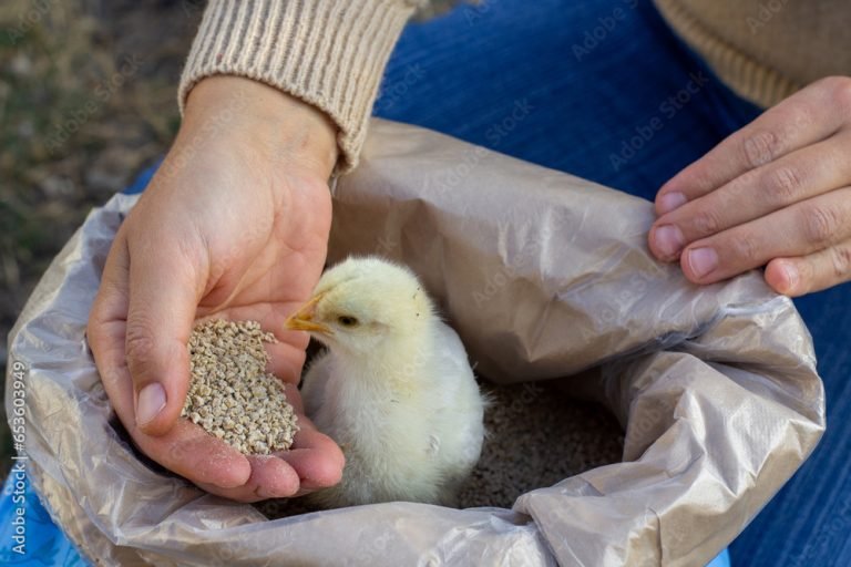Daily Feed Consumption Chart for Broilers Nigeria