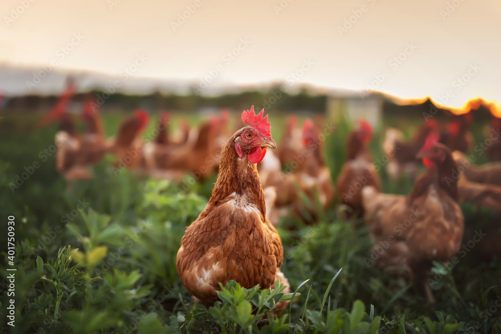 happy free range chicken in the meadow