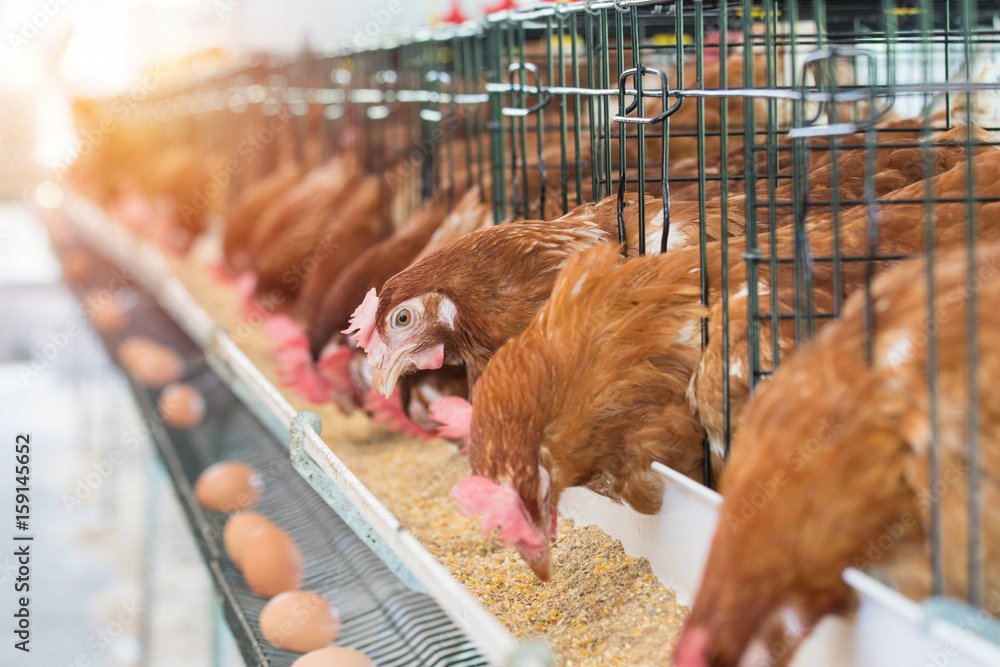 Hen, Chicken eggs and chickens eating food in farm