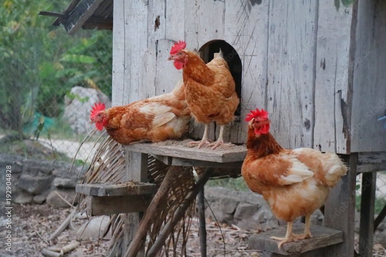 infectious bronchitis symptoms broiler chickens