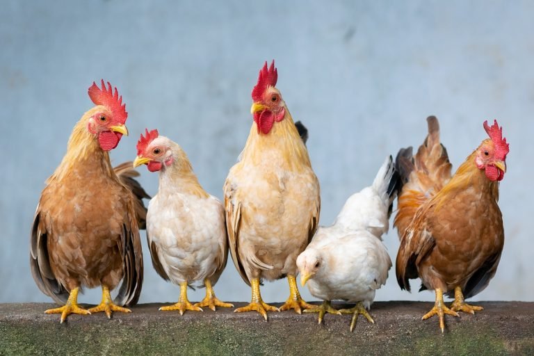 chicken, rooster, hen, chicks, easter, nature, cute, animals, agriculture, natura, food, domestic, farm, vietnam, small chicken, eastercollection