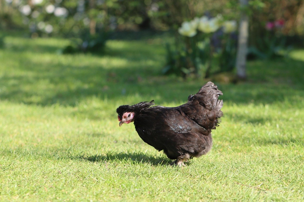 chicken, farmyard, animal, poultry, pen, nature, field