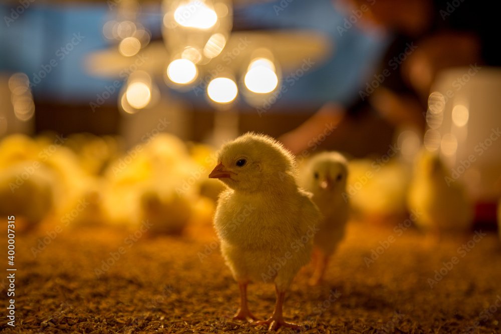 One day old chicken