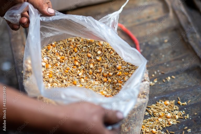 Substitute for Maize in Poultry Feed Formula