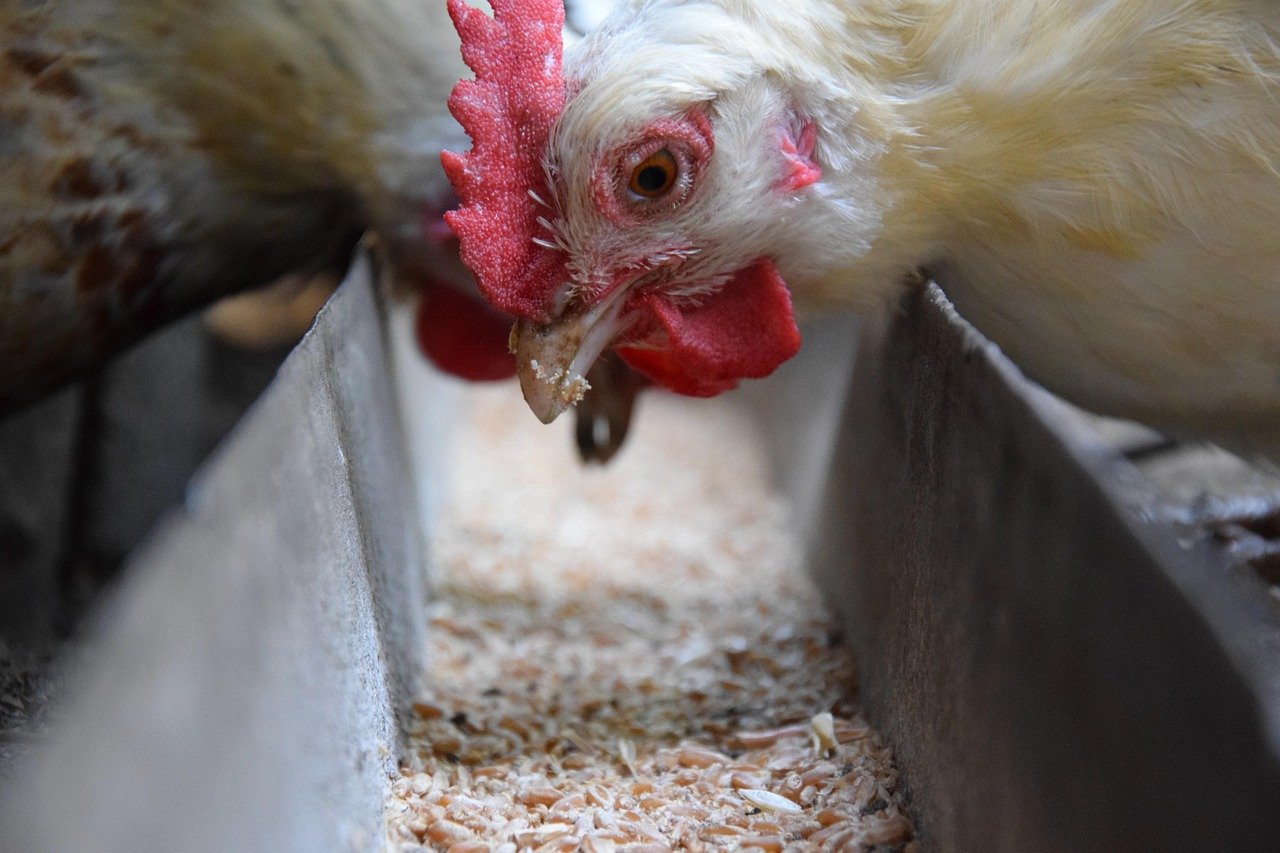 chicken, nature, bird, poultry, hen, feeding, animal, agriculture, farm