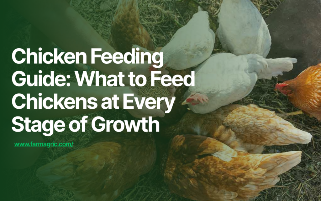 Chicken Feeding Guide What to Feed Chickens at Every Stage of Growth