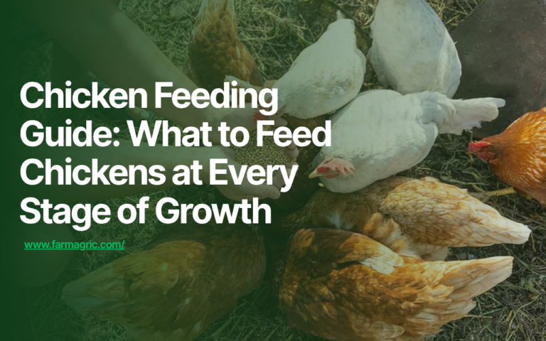 Chicken Feeding Guide What to Feed Chickens at Every Stage of Growth