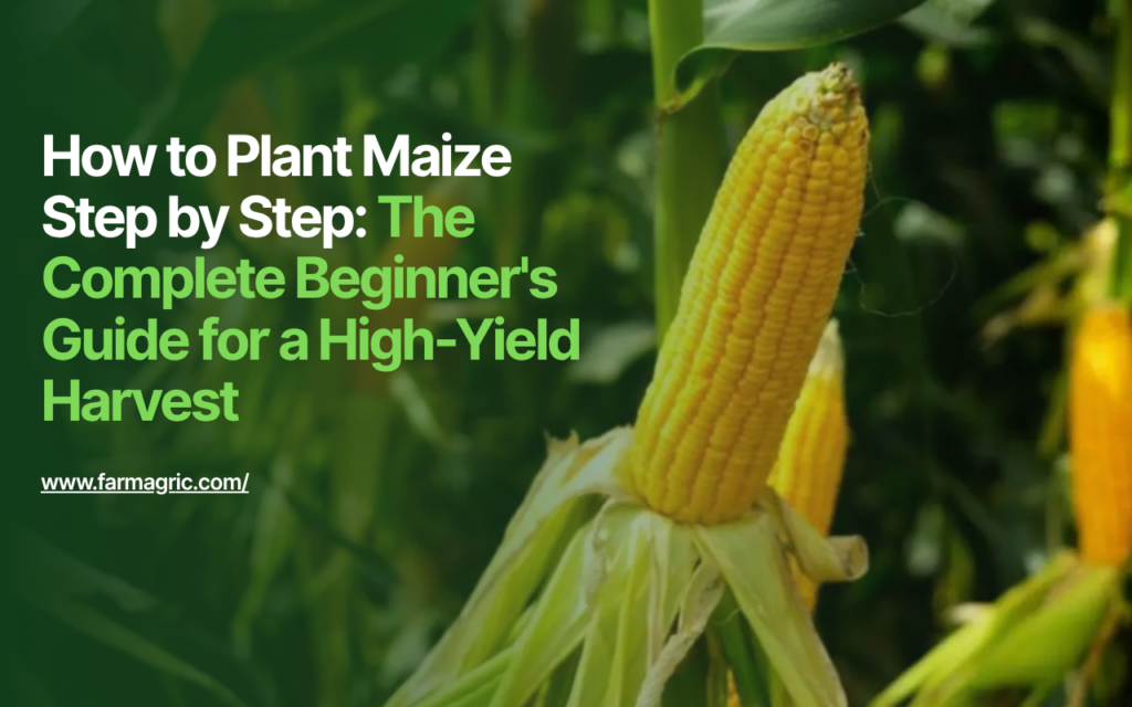 How to Plant Maize Step by Step The Complete Beginner's Guide for a High-Yield Harvest