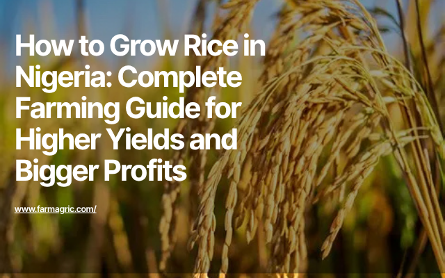 How to Grow Rice in Nigeria: Complete Farming Guide for Higher Yields and Bigger Profits