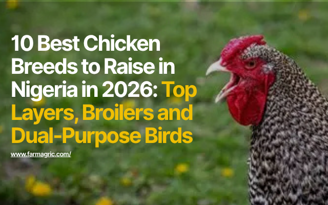 10 Best Chicken Breeds to Raise in Nigeria in 2026: Top Layers, Broilers and Dual-Purpose Birds