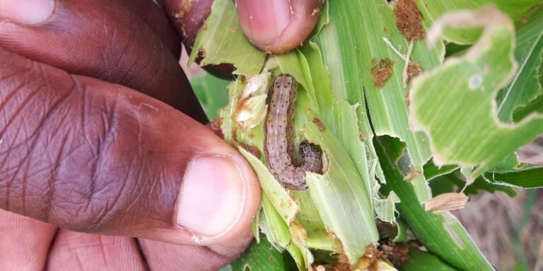 Control Fall Armyworm in Maize Without Chemicals