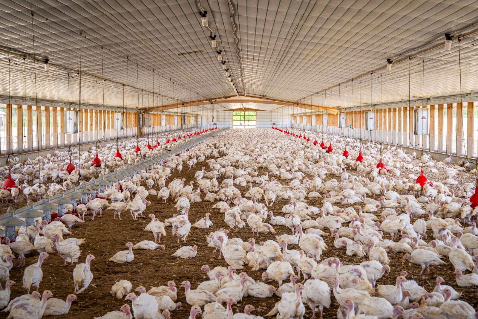 Healthy chickens in a coop