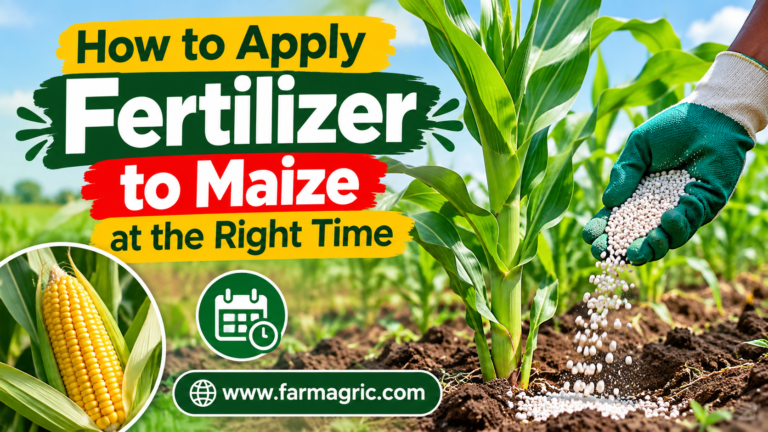 How to Apply Fertilizer to Maize at the Right Time