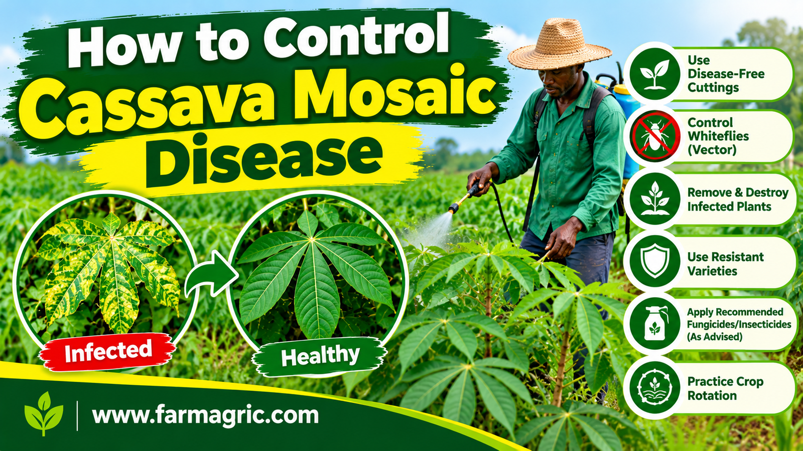 How to Control Cassava Mosaic Disease