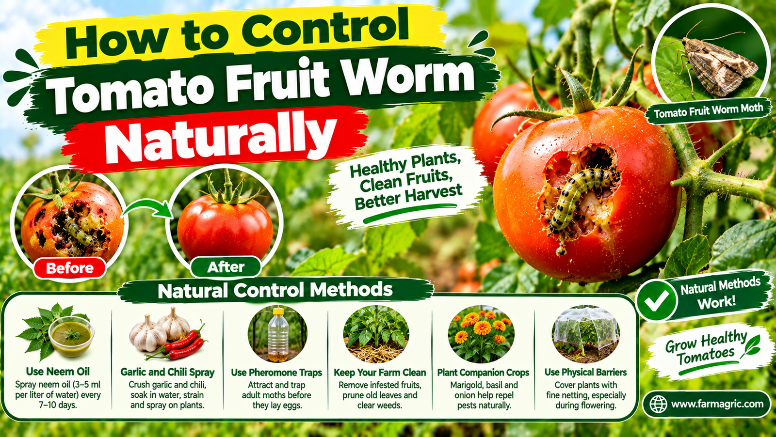 How to Control Tomato Fruit Worm Naturally