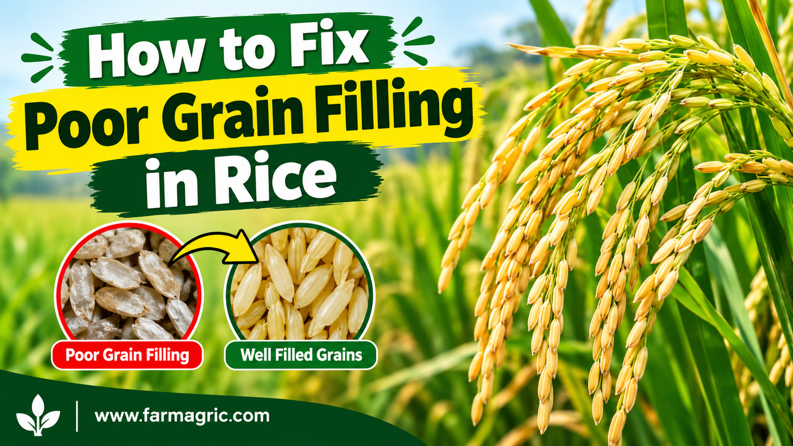 How to Fix Poor Grain Filling in Rice