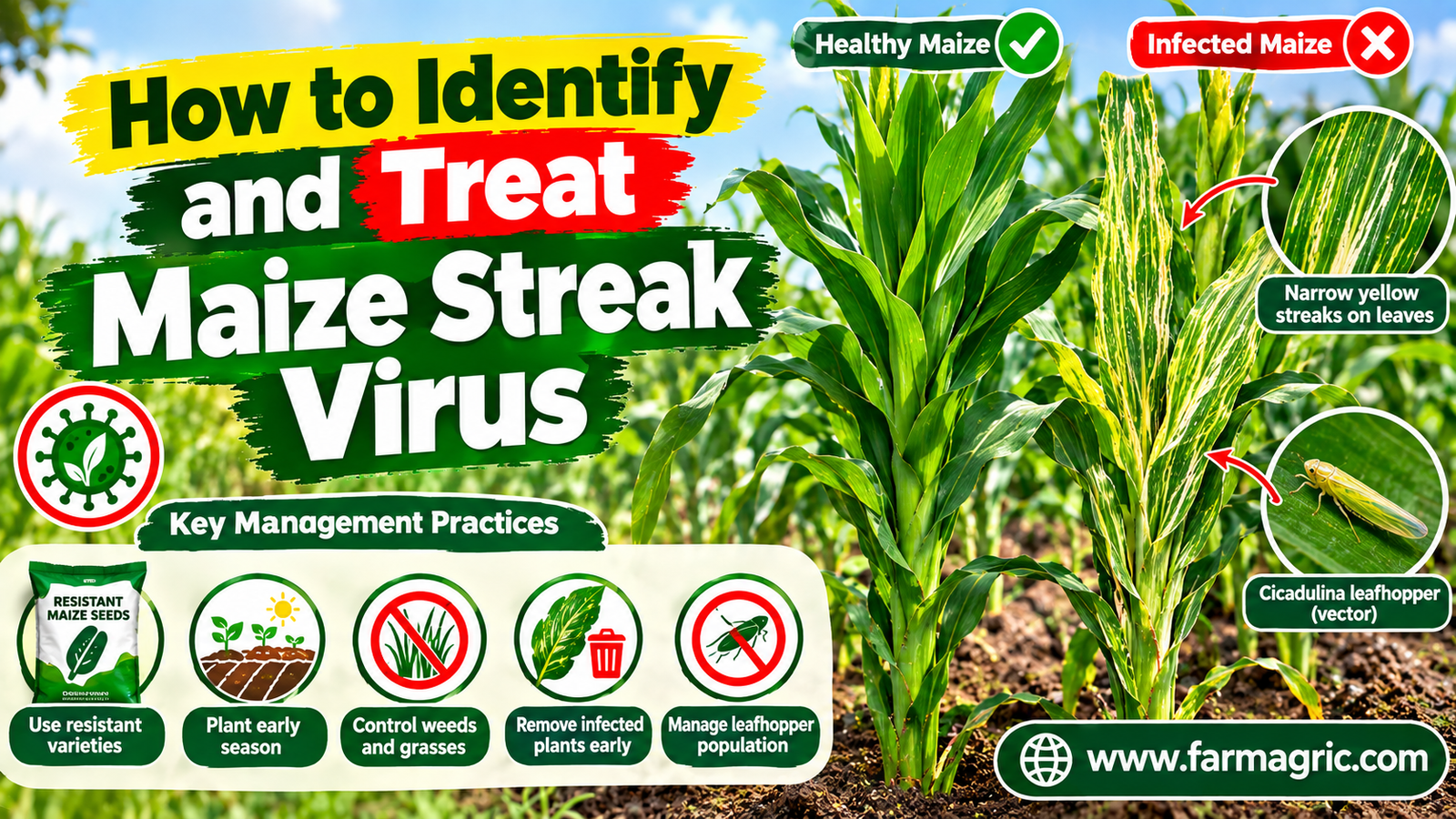 How to Identify and Treat Maize Streak Virus