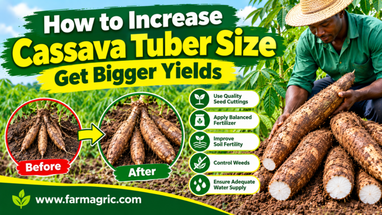 How to Increase Cassava Tuber Size