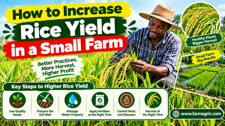 How to Increase Rice Yield in a Small Farm