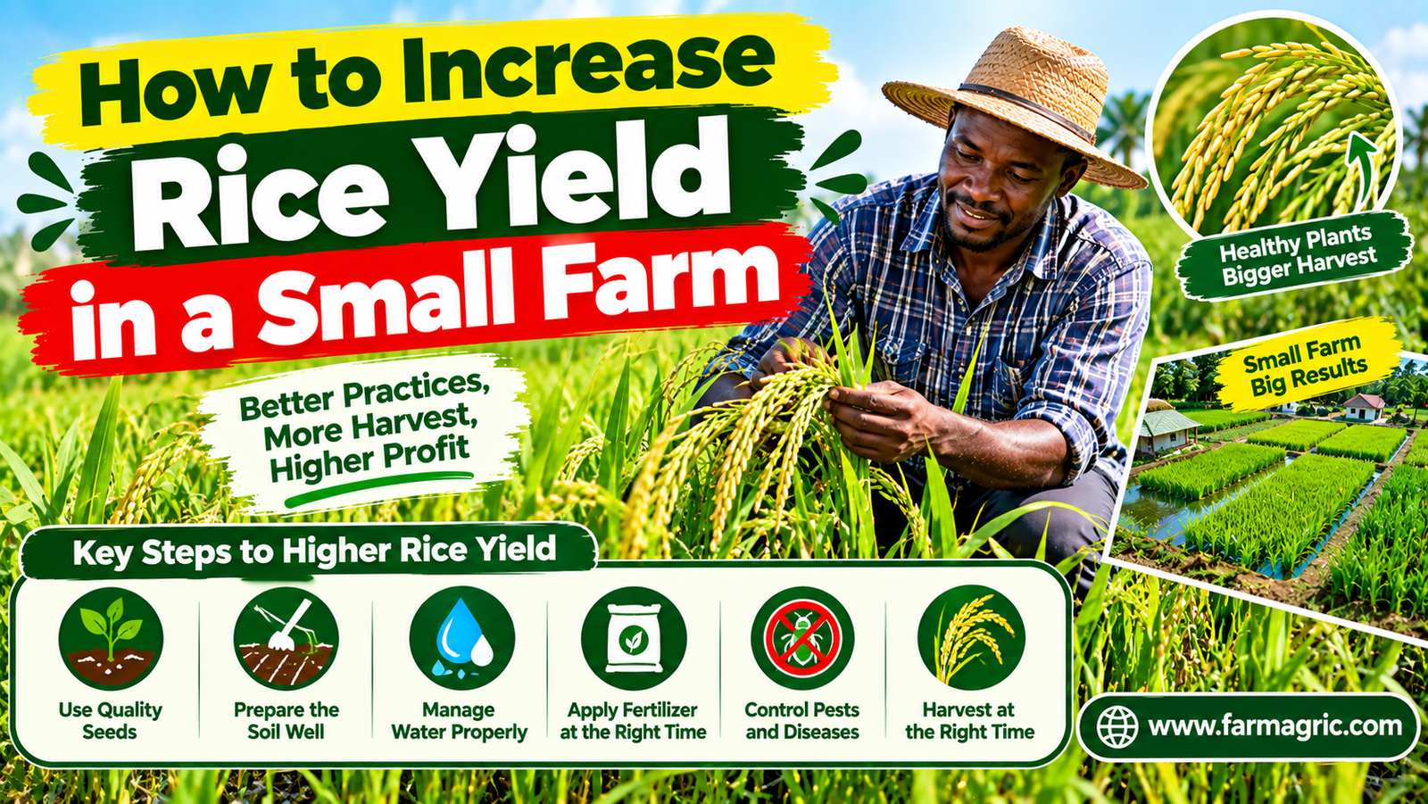 How to Increase Rice Yield in a Small Farm