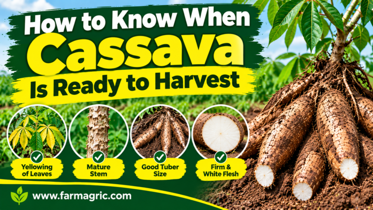 How to Know When Cassava Is Ready to Harvest