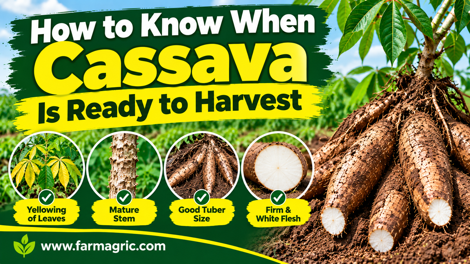 How to Know When Cassava Is Ready to Harvest