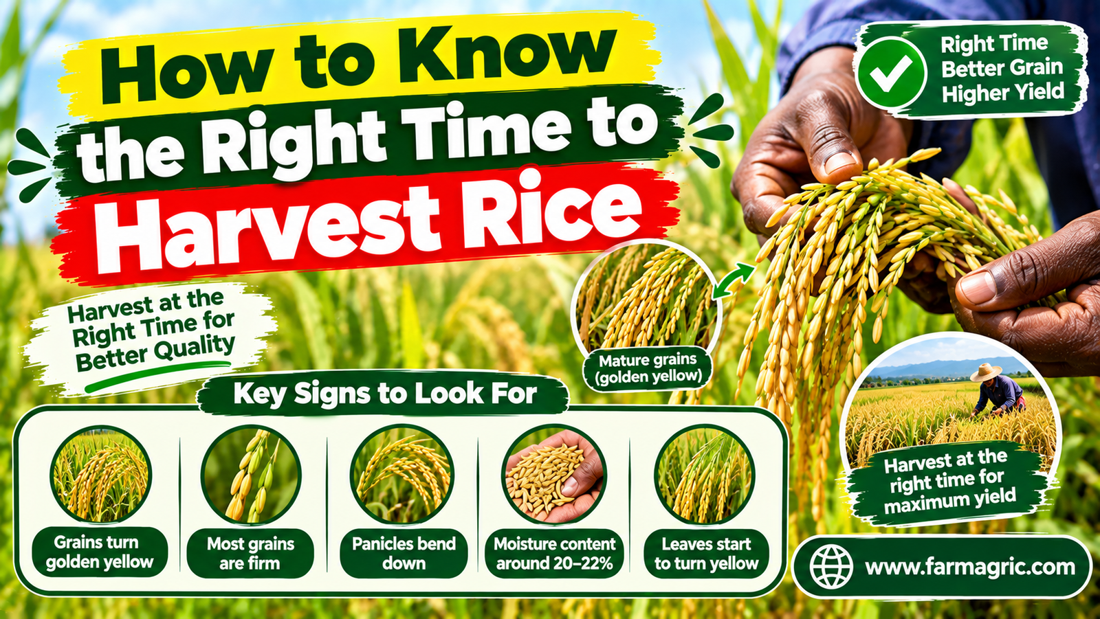 How to Know the Right Time to Harvest Rice