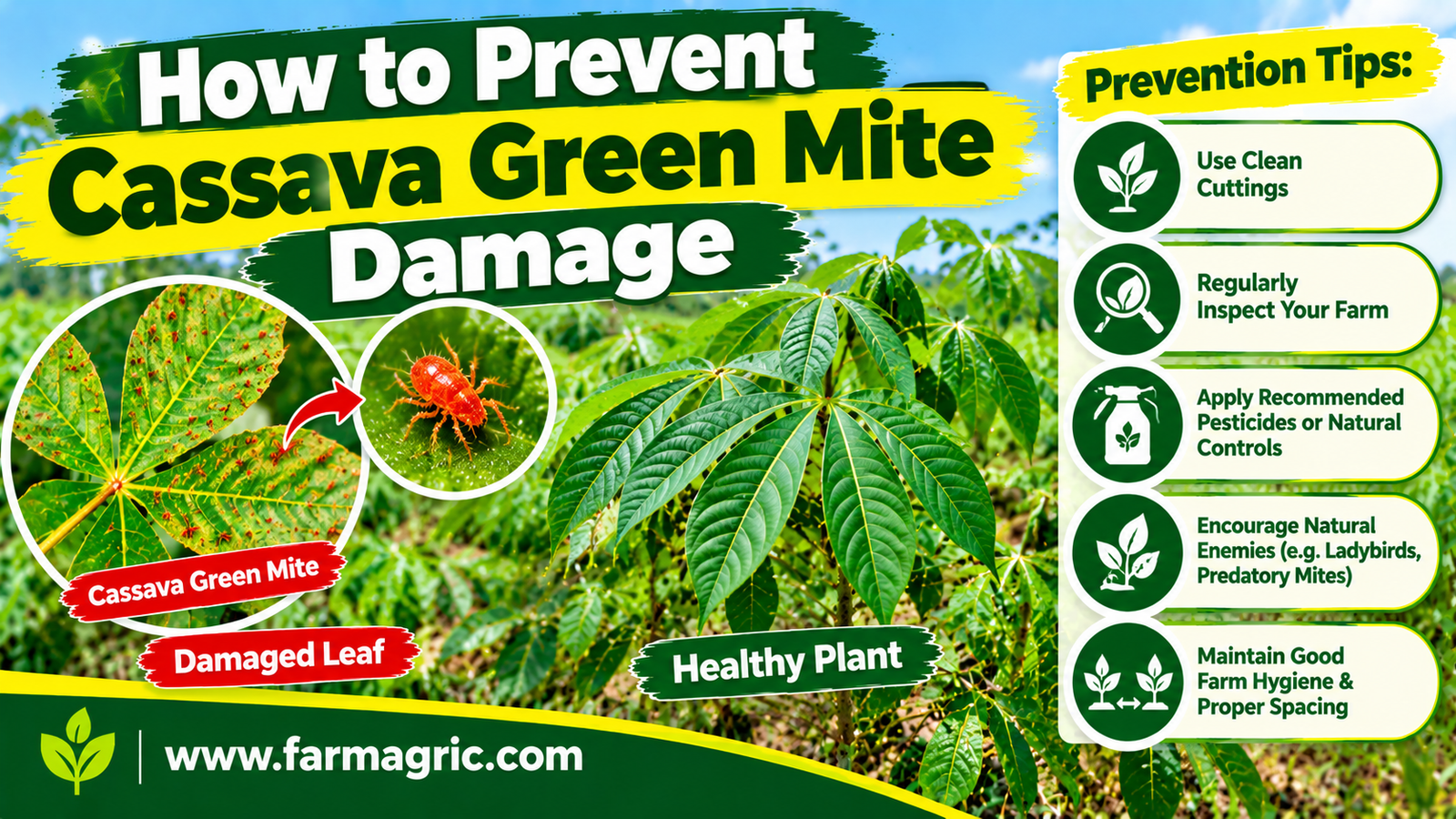 How to Prevent Cassava Green Mite Damage