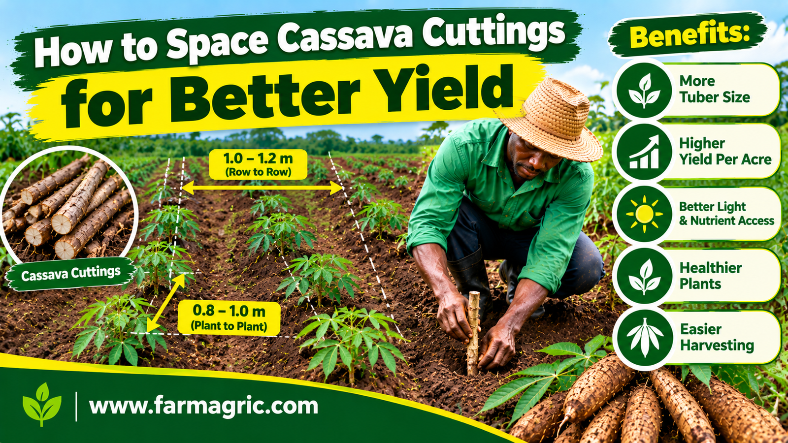 How to Space Cassava Cuttings for Better Yield