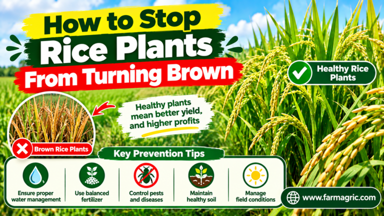How to Stop Rice Plants From Turning Brown