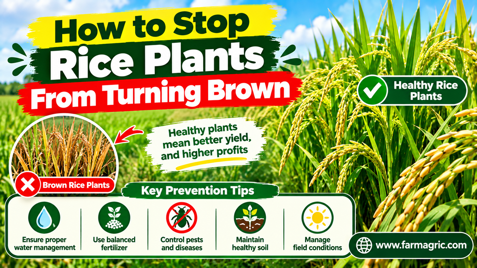 How to Stop Rice Plants From Turning Brown