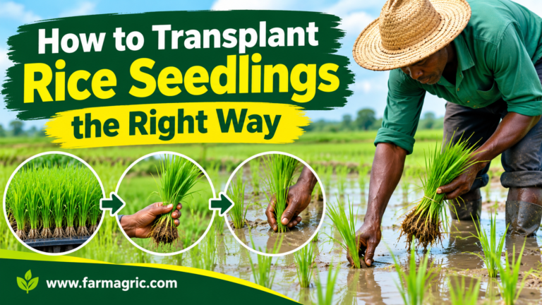 How to Transplant Rice Seedlings the Right Way