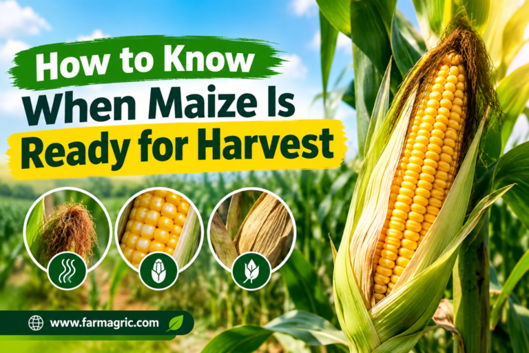 how to know when maize is ready for harvest