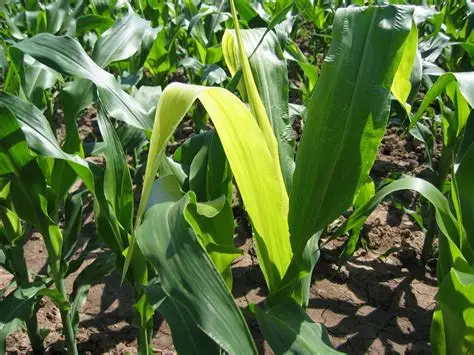 why are my maize leaves turning yellow