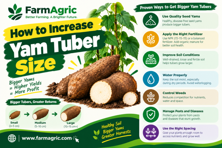 How to Increase Yam Tuber Size
