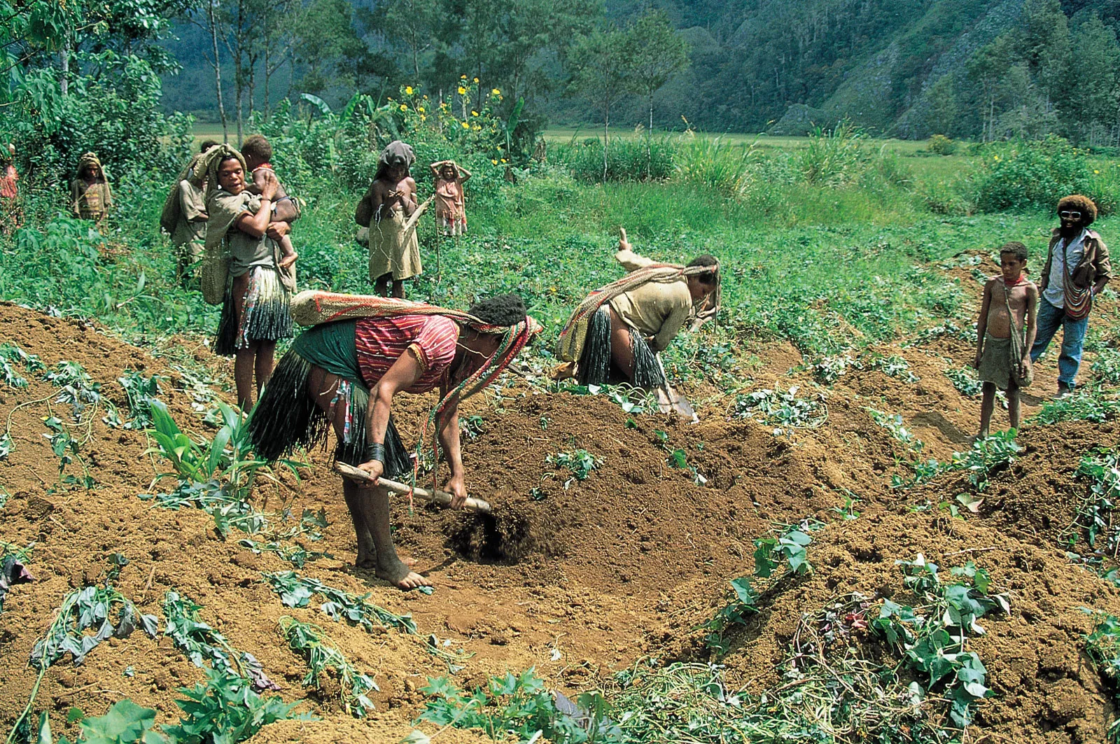 Can AI Replace Traditional Farming Knowledge What Farmers Need to Know