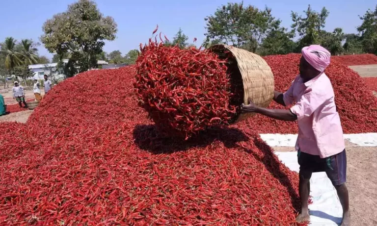 Dried Pepper Export How Farmers Can Prepare Produce for Overseas Buyers