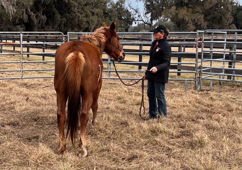 First US Horse Infected With Screwworm: What Livestock Farmers Must Know