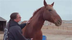 First US Horse Infected With Screwworm: What Livestock Farmers Must Know