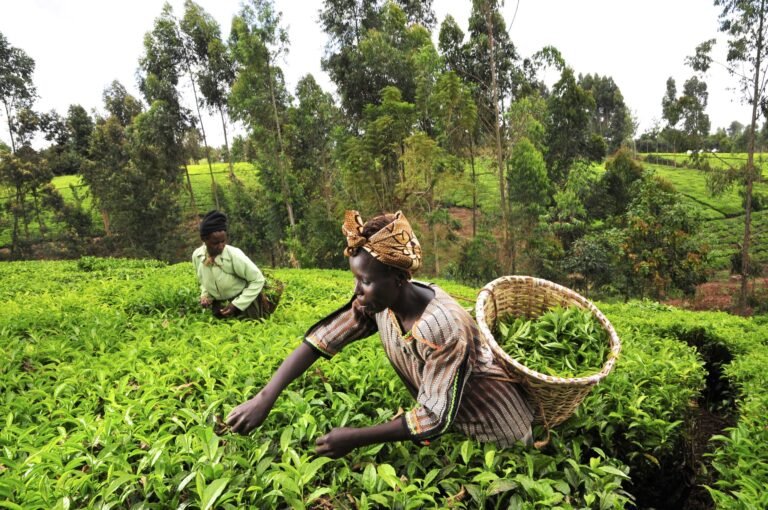 How Digital Farm Records Can Help Farmers Access Loans