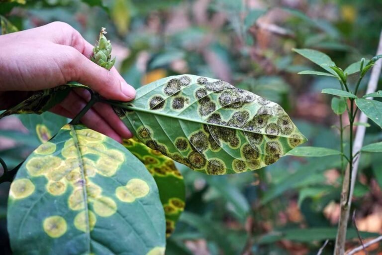 How Farmers Can Use AI to Detect Crop Diseases Early