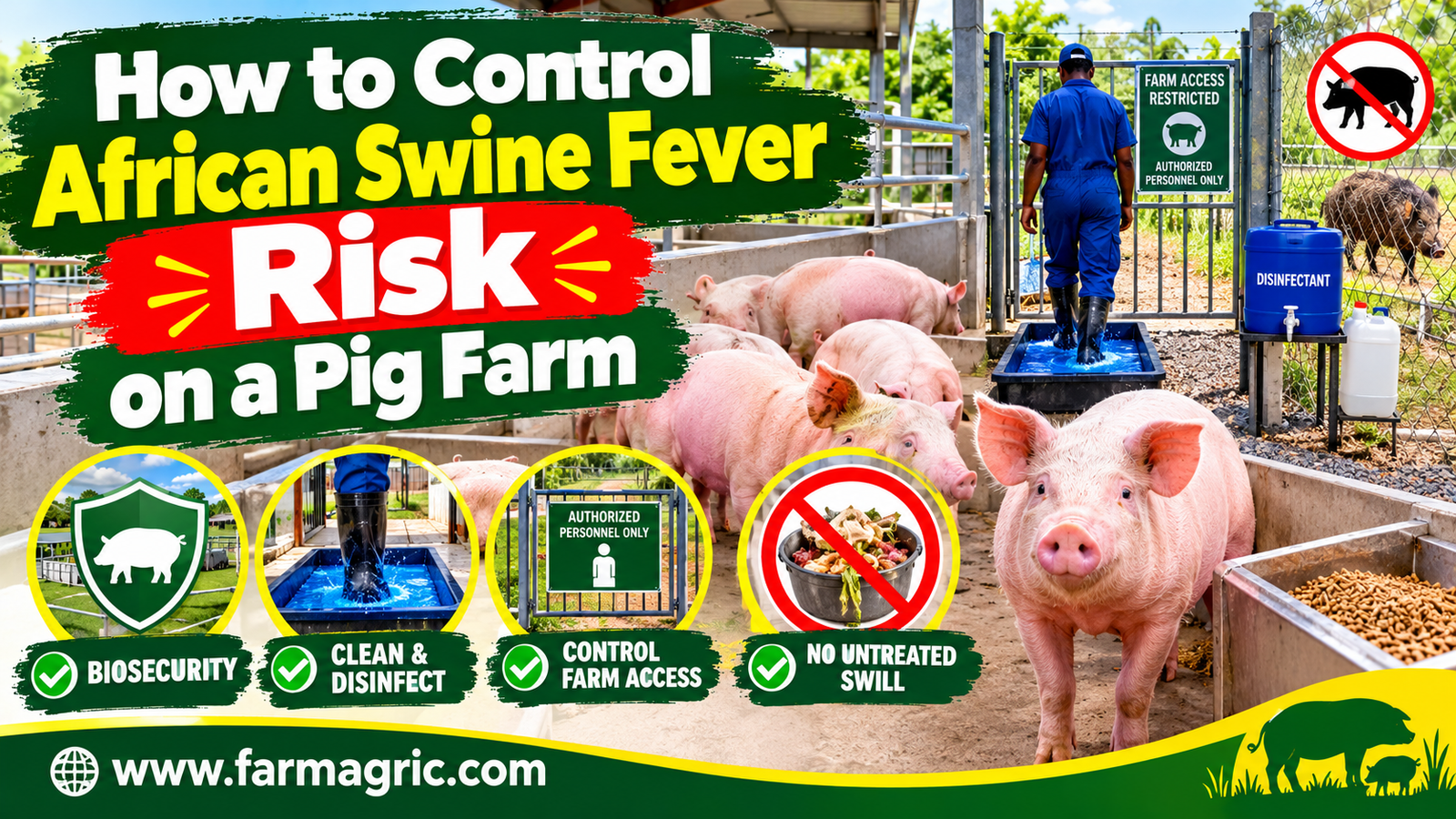 How to Control African Swine Fever Risk on a Pig Farm