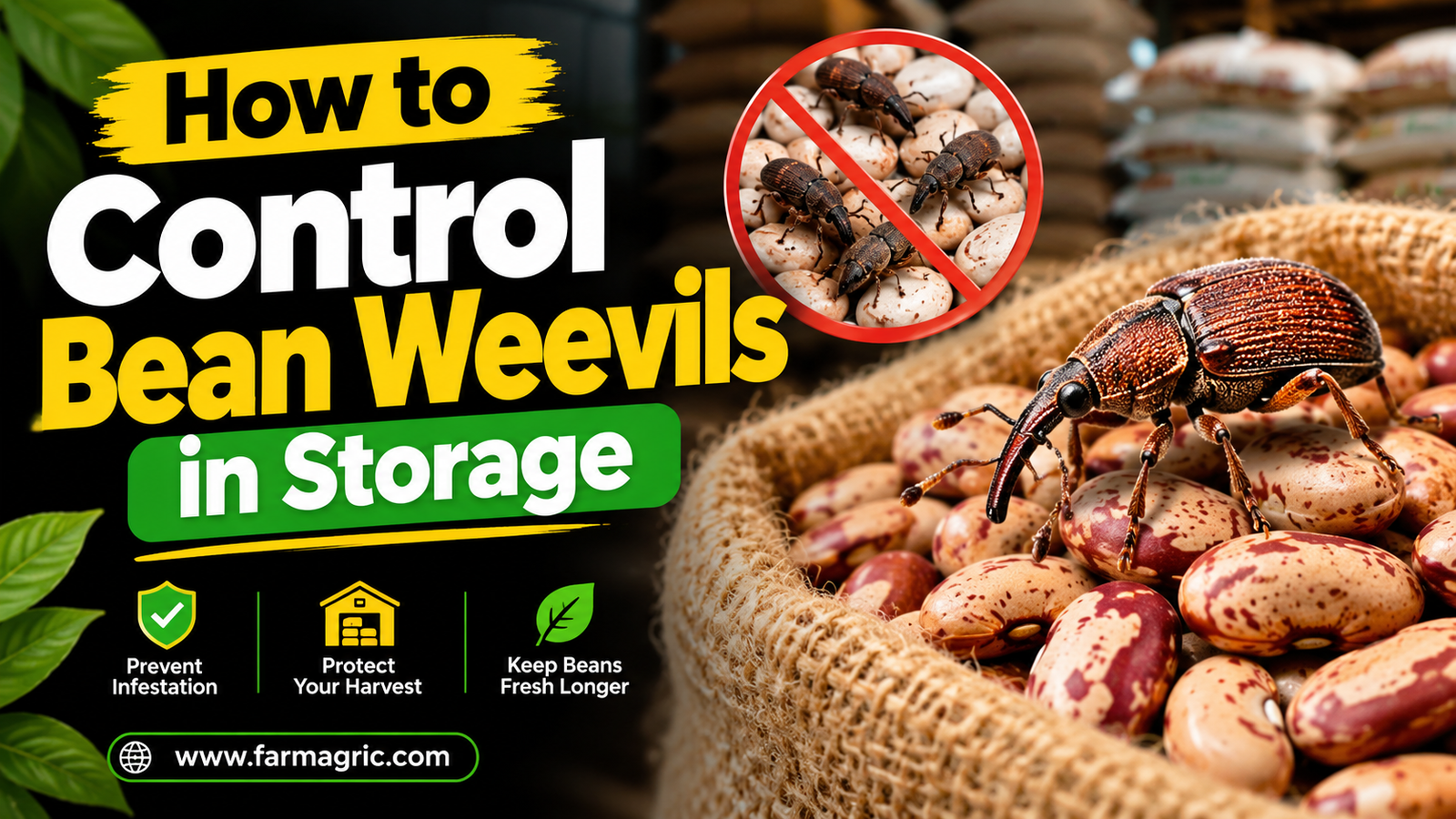 How to Control Bean Weevils in Storage