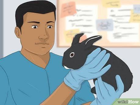 How to Control Diarrhea in Rabbits Naturally