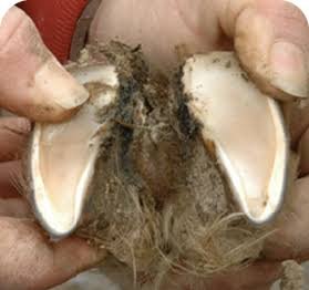 How to Control Foot Rot in Sheep Naturally