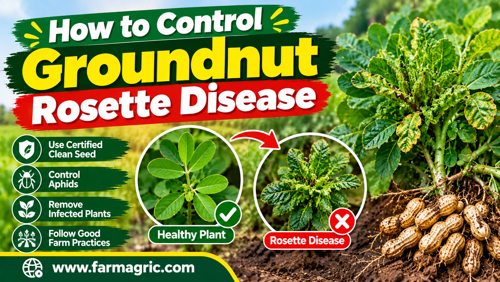 How to Control Groundnut Rosette Disease