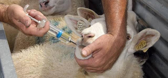 How to Control Internal Parasites in Sheep